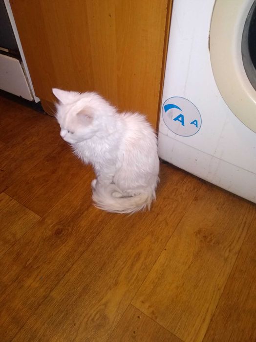 Отдам кошечек в хорошие руки