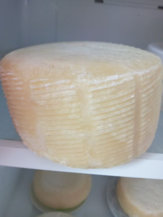 Пропоную кіз, козликів та козенят,  зааненської породи.