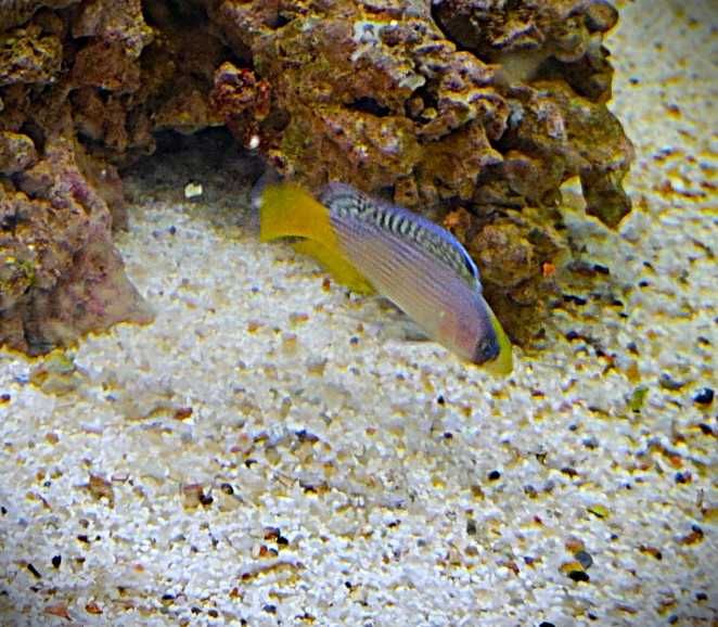 Manonichthys splendens. Morskie