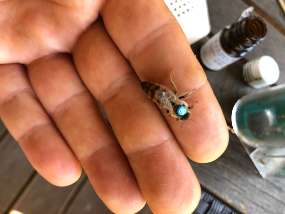 Matki pszczele unasiennione 2026 również wysyłka