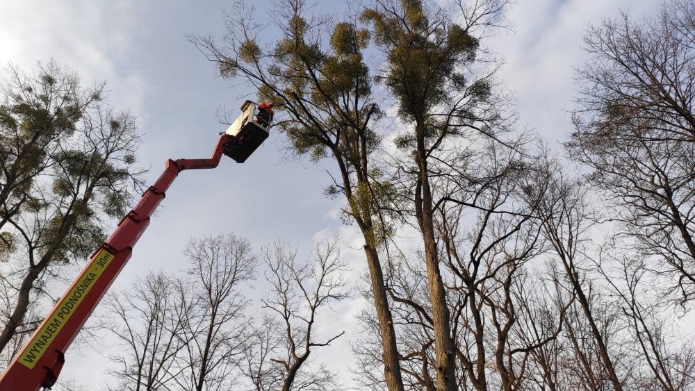 Wycinka Drzew, Pielęgnacja drzew, Frezowanie Pni, Usługi rębakiem