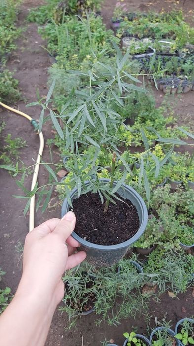 Тархун / естрагон Viencor