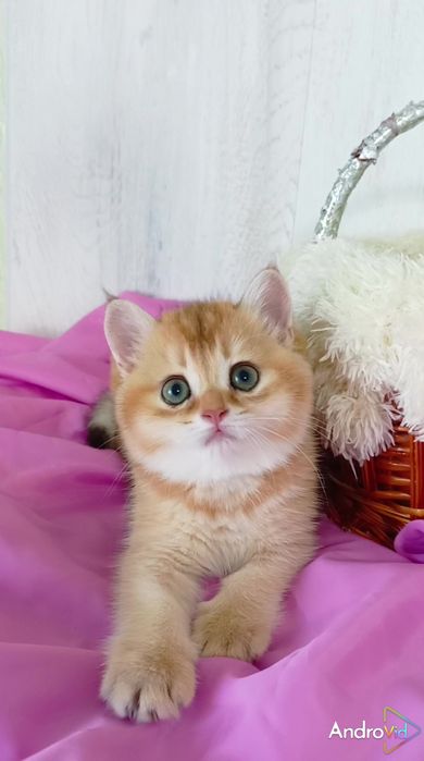 Нереально красивая девочка золотая шиншилла