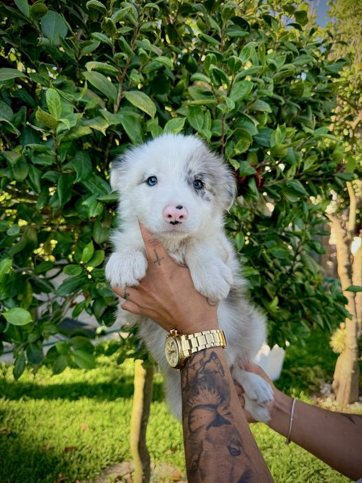 Menino border collie olho azul blue merle