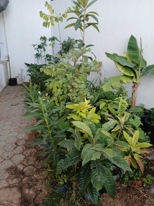 Vendo várias plantas