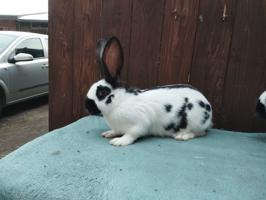 Olbrzym srokacz czarny i hawana