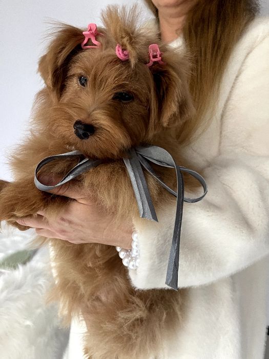 Помапу  від серця до серця