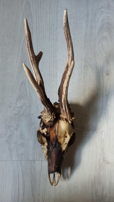 Wieniec kozła (sarny), poroże