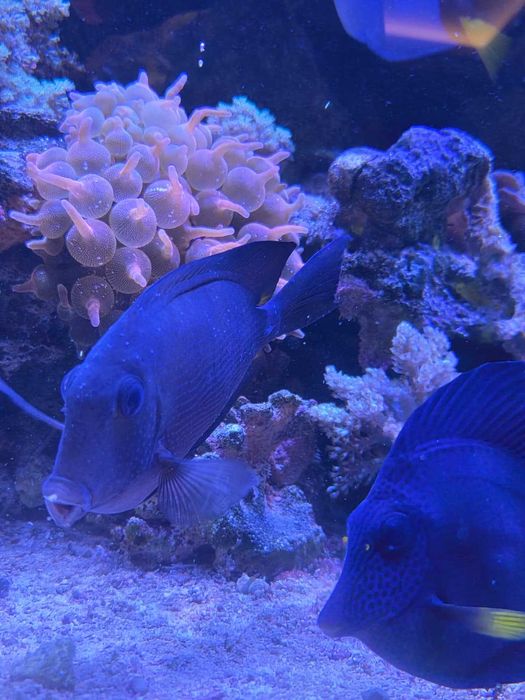 Ryba morska Ctenochaetus binotatus  15-16 cm L