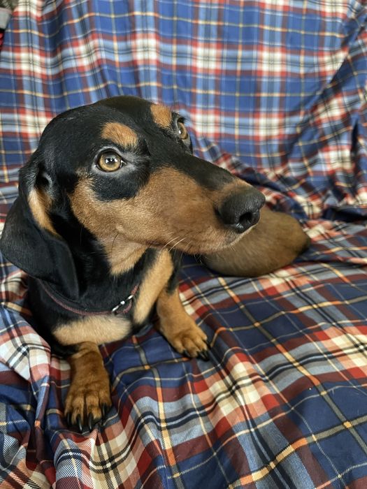 цуценя такси, стандартний, хлопчик