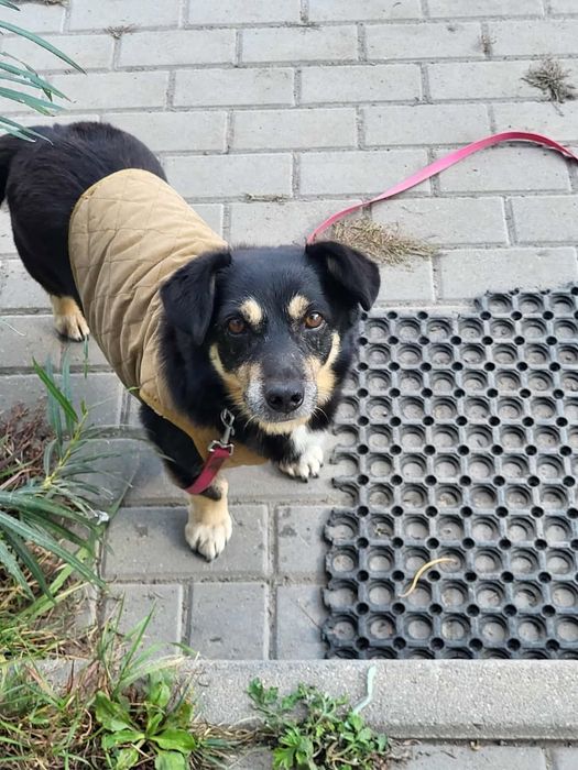 10 letni Ferdek trafił do kojca!