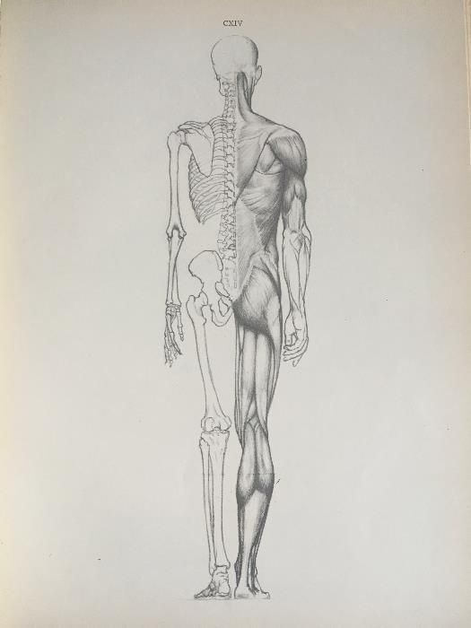 Анатомия для художников / Йене Барчаи, третье издание, 1959 год
