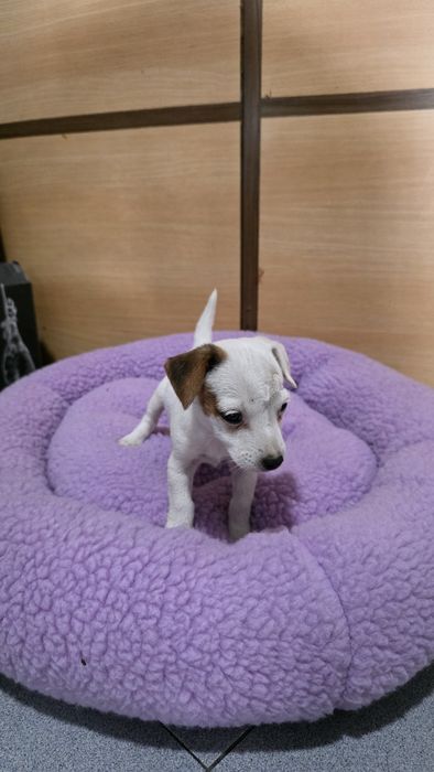 Jack russell fêmea