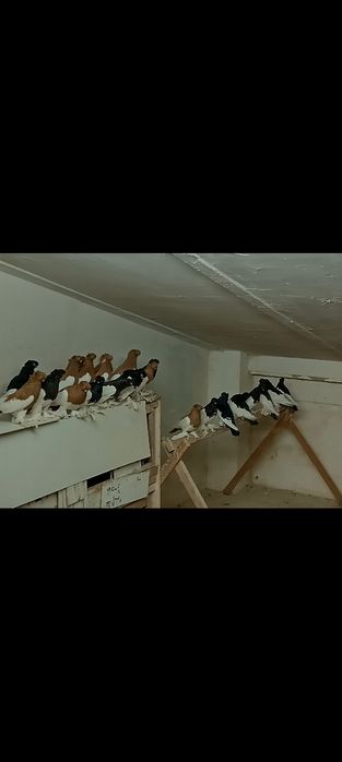 Sroczka polska krótkodzioba młode 25