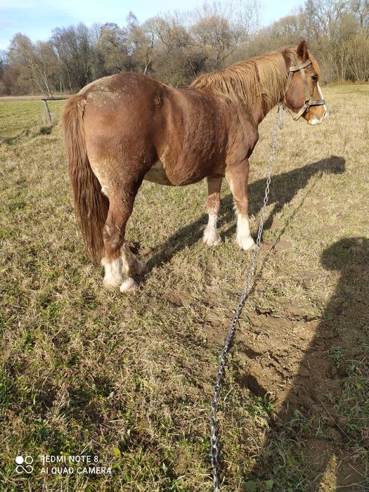 Продам кобила 8 років