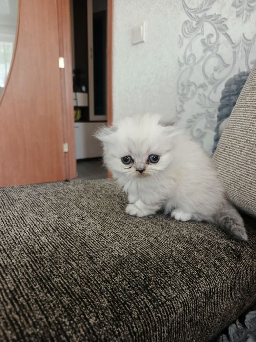 Шотландские вислоухие кошечки