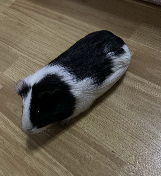 Морьские свинки 2