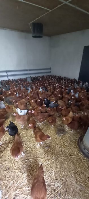 Młode kury nioski Rosa