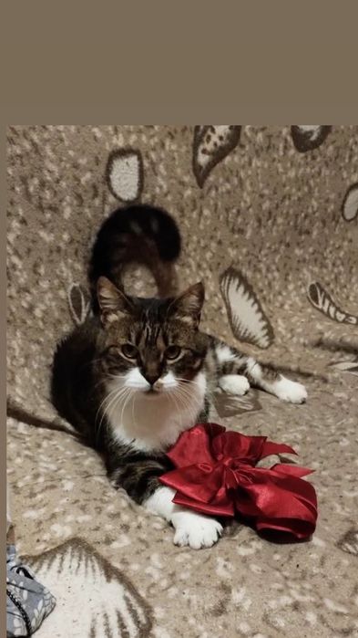 Отдам кошку лесного окраса, 2 года, стерилизована