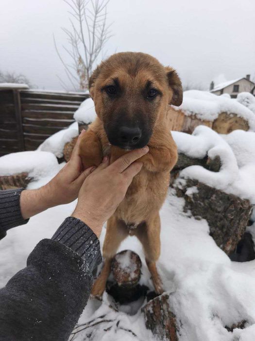 Цуценята в добрі руки