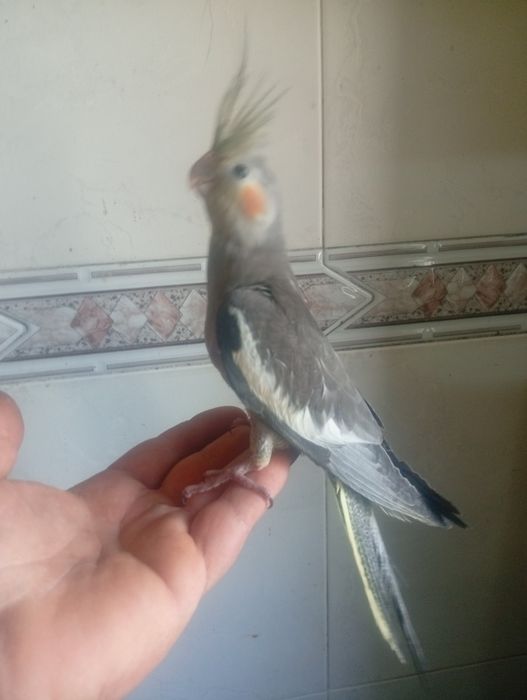 Aves domesticadas