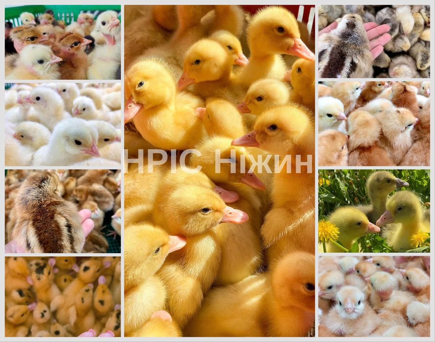 Продам оптом курчата бройлера, триколор, геркулес, домінант,гуси,качки