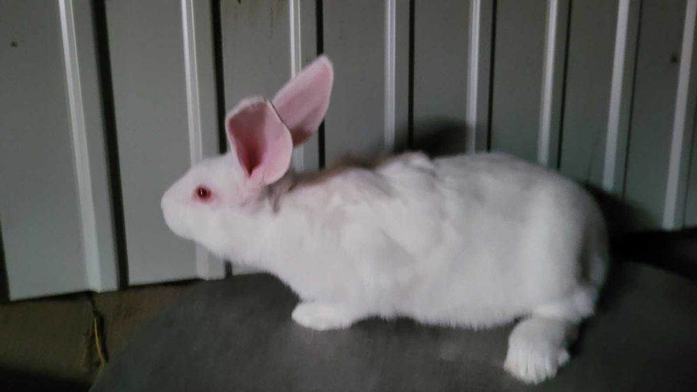 Продам кролі білий панон