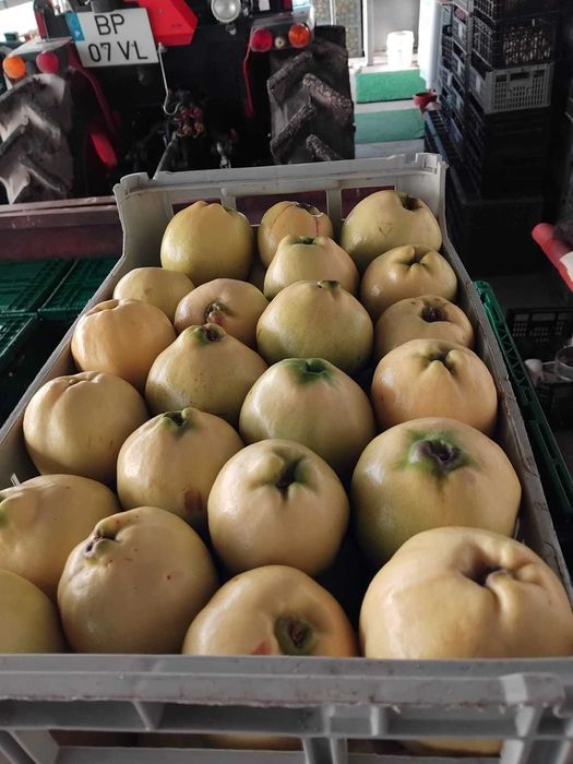 Marmelos Gigante de Vranja