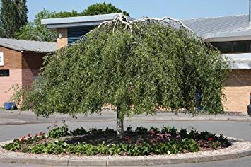 BRZOZA YONGI Pendula 180  cm cena 150 zł