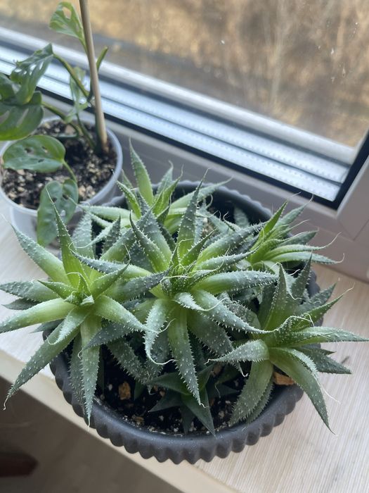 Кімнатні рослини. Епіпремнум, філолендрон, сукуленти, кактуси