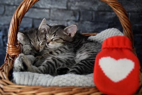 Тигрові кошенята