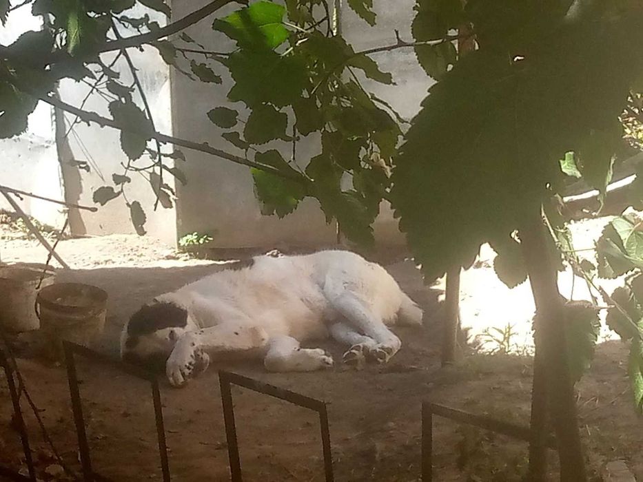 В'язка Алабай , недорого