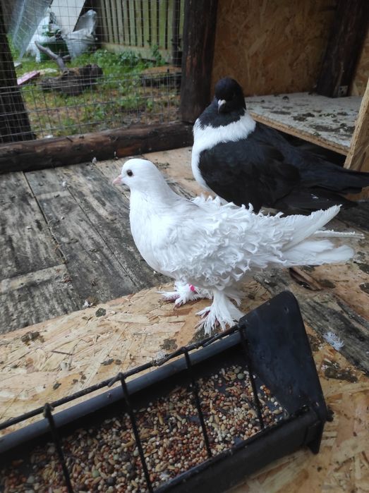 Sprzedam gołębie loczki