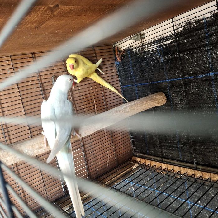 Tenho para ceder dois casais de ring neck