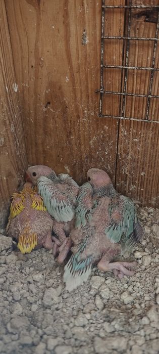 Ring necks bebés