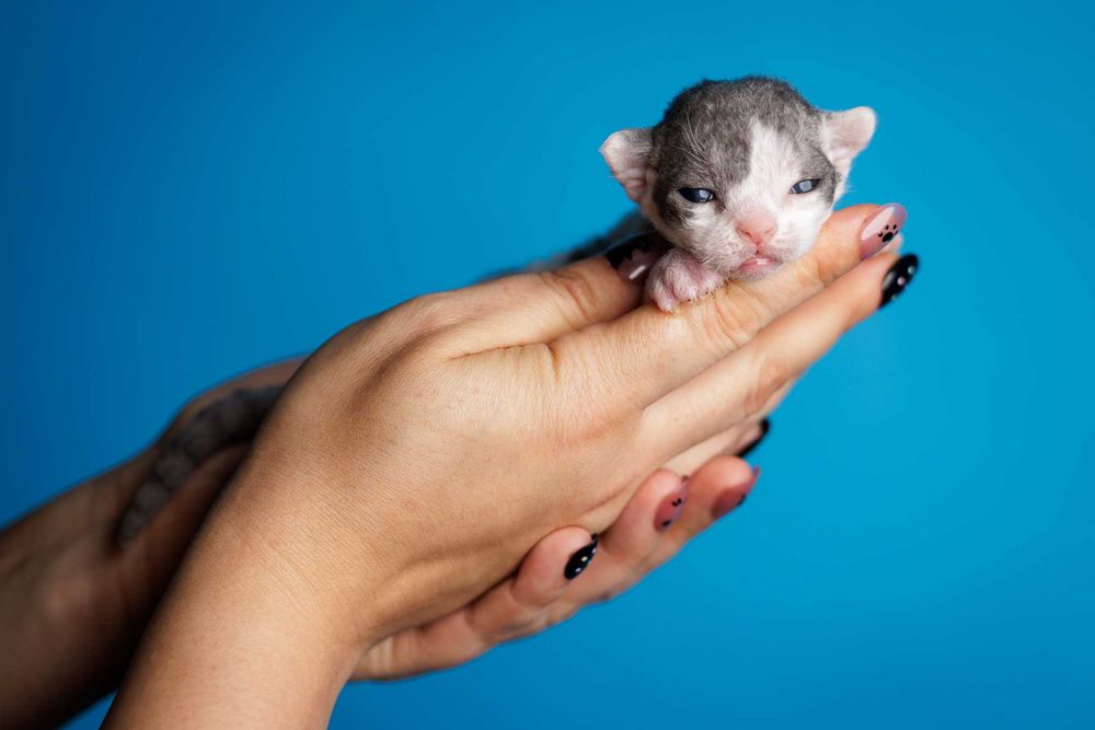 Devon Rex* Chłopczyk* Niebieski arlekin