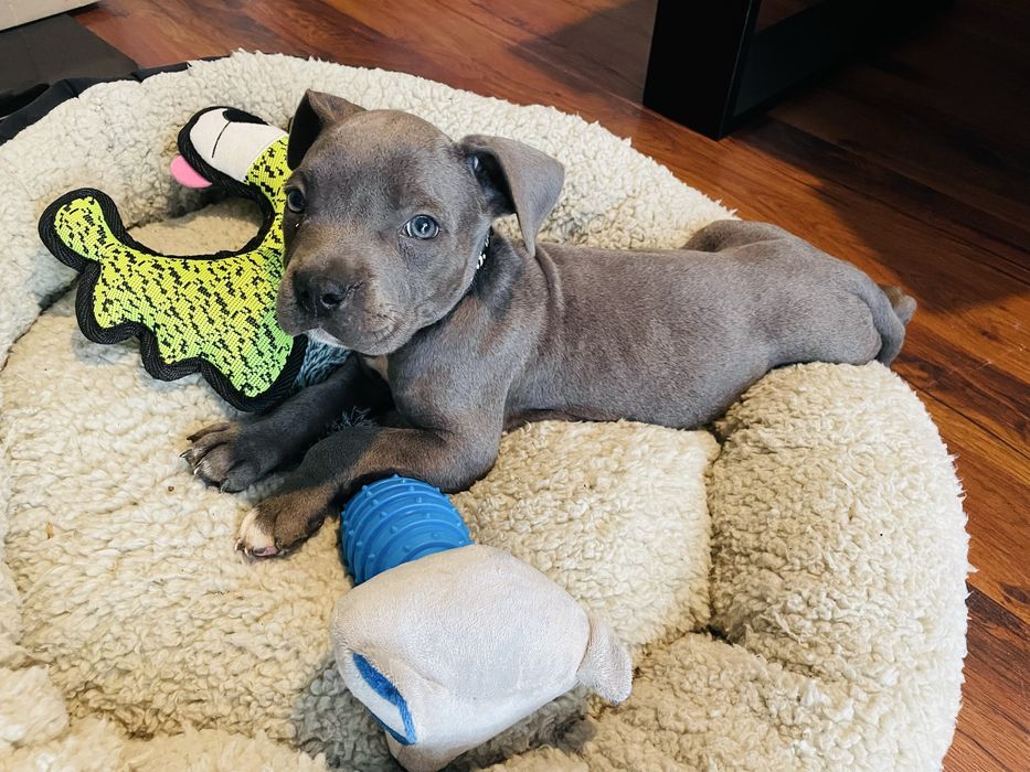 Szczeniak American Staffordhire Terrier Blue