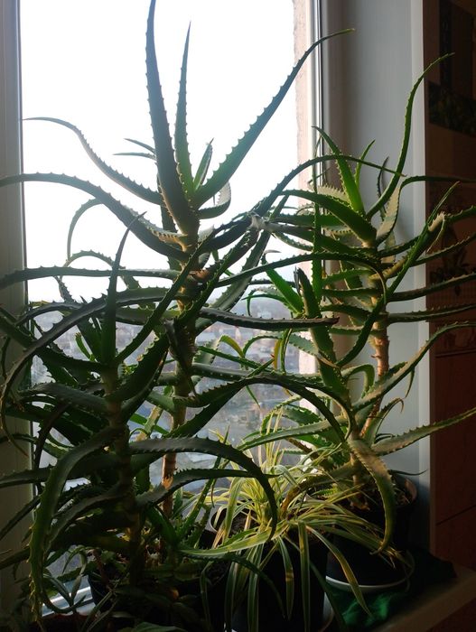 Вазони алоє ,їм уже по 7років,листочки налиті соком,не сухі