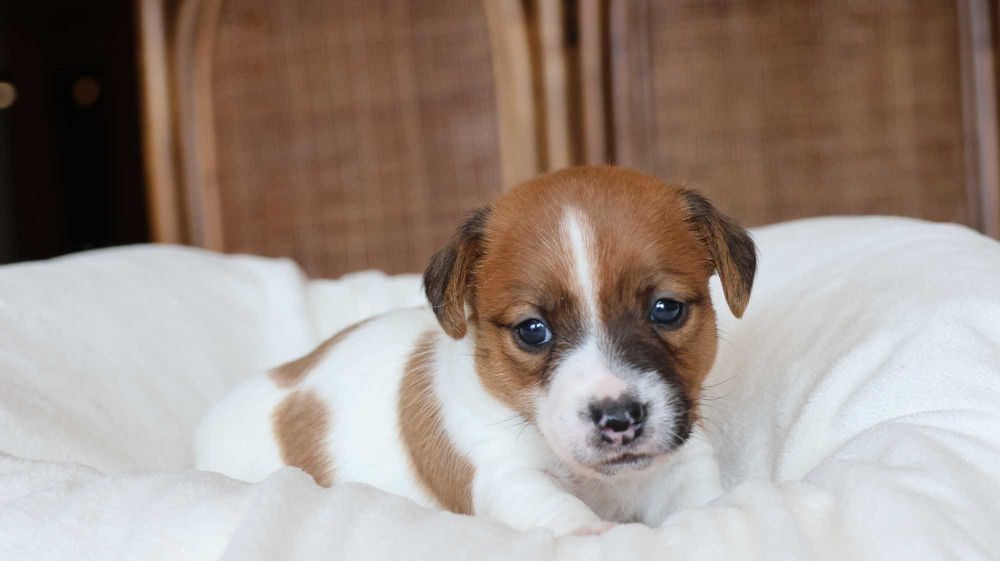 Piesek- KROPEK Jack Russell Terrier z hodowli BREFIO/badania genet.