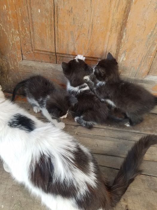 кошенята, віддам за шоколадку