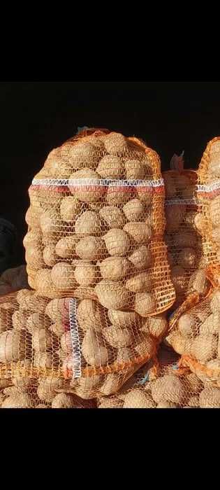 Ziemniaki jadalne,Tajfun od ROLNIKA Z TRASPORTEM