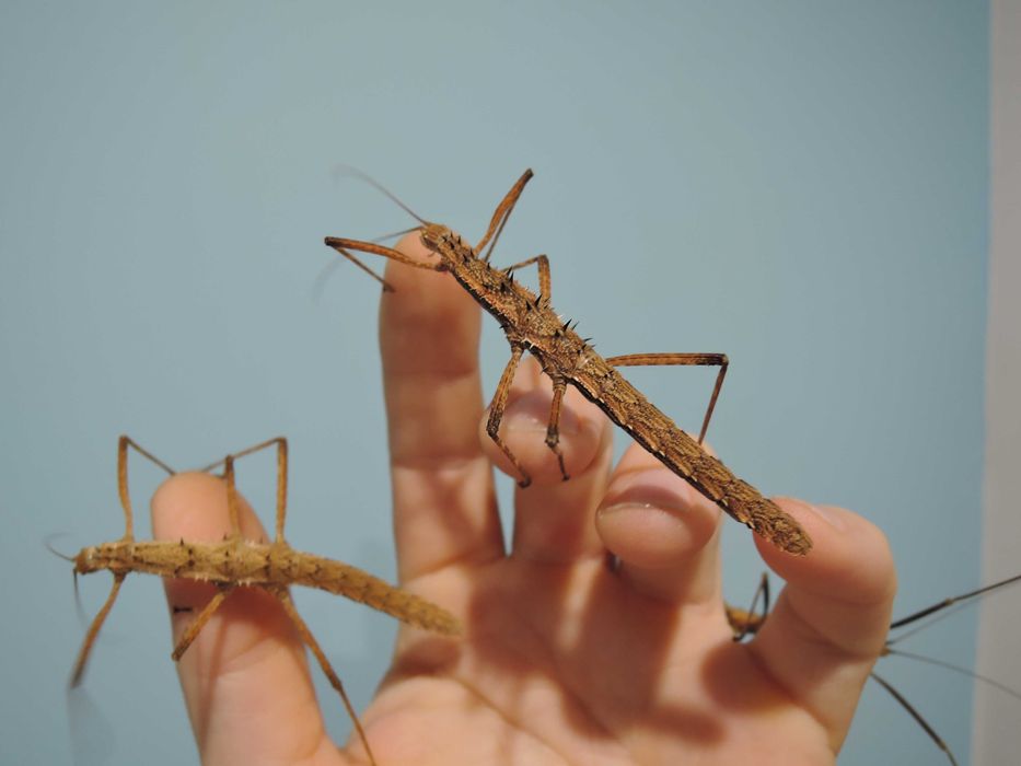 straszyki, patyczaki straszyk kolczasty Neohirasea maerens  L4-L6