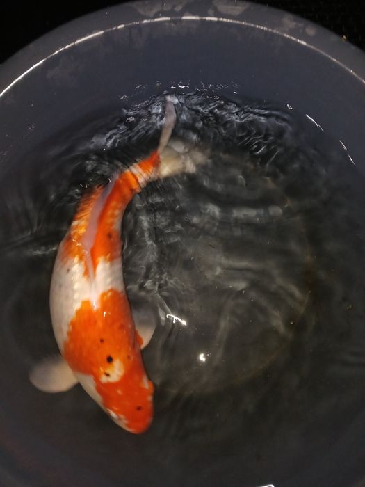 Carpa koi kohaku