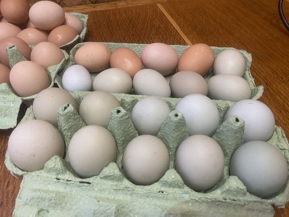 Продам справжні домашні яйця від власних курей.