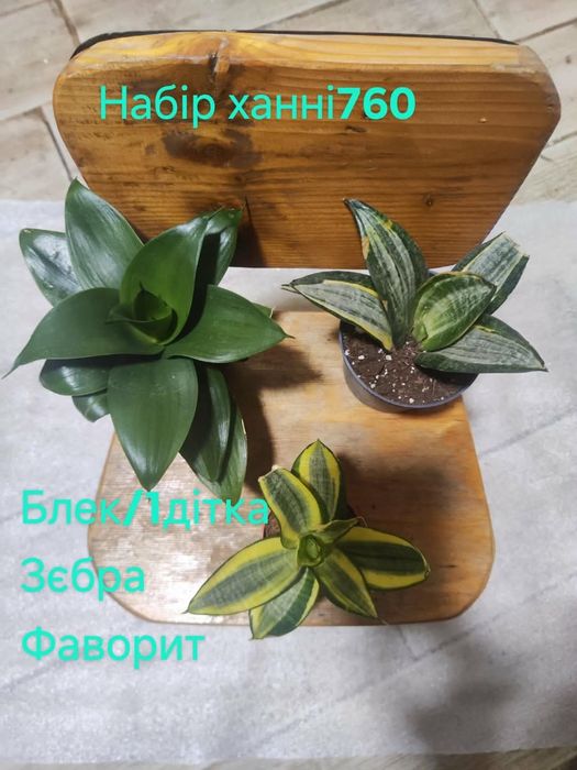 Сансевієрії Голандські