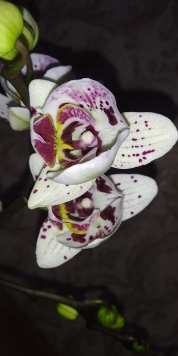 Фаленопсис Метелик,Пелор,мультифлора,цвіте