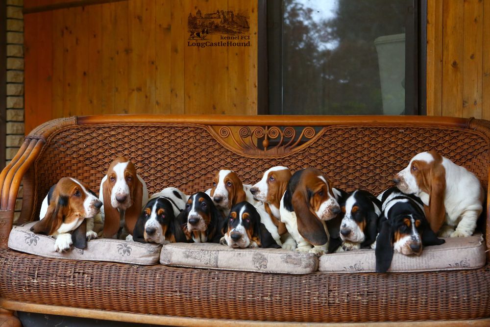 Цуценят від батьків чемпіонів кількох країн, розстрочка оплати можлива