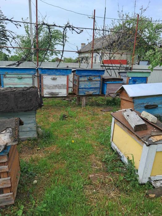 Вулики із сім'ями