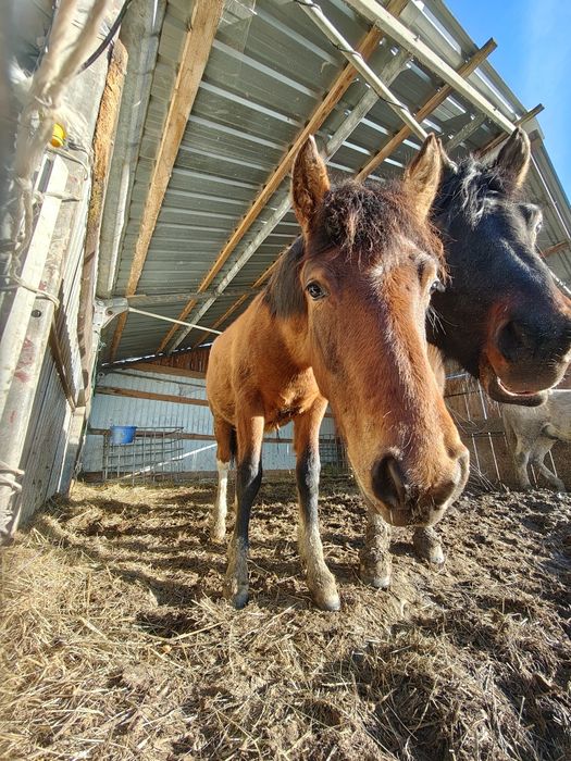 Obornik koński oddam