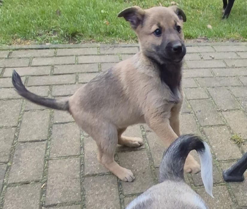 Oddam pieski w dobre ręce.